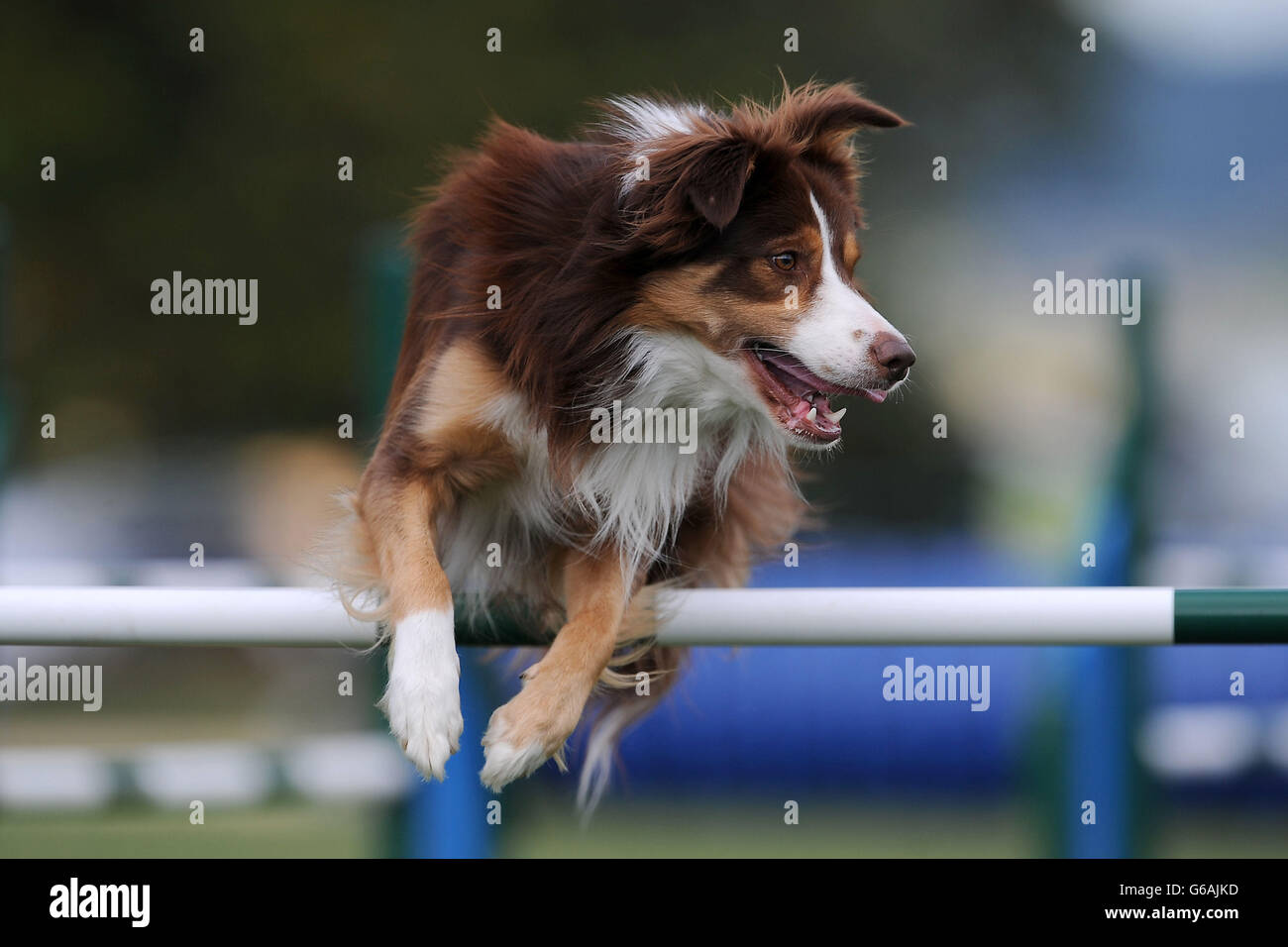 The Kennel Club International Agility Festival. Dogs compete in the