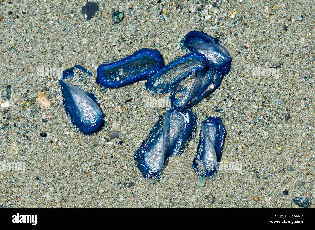 Blue sail jellyfish hires stock photography and images Alamy