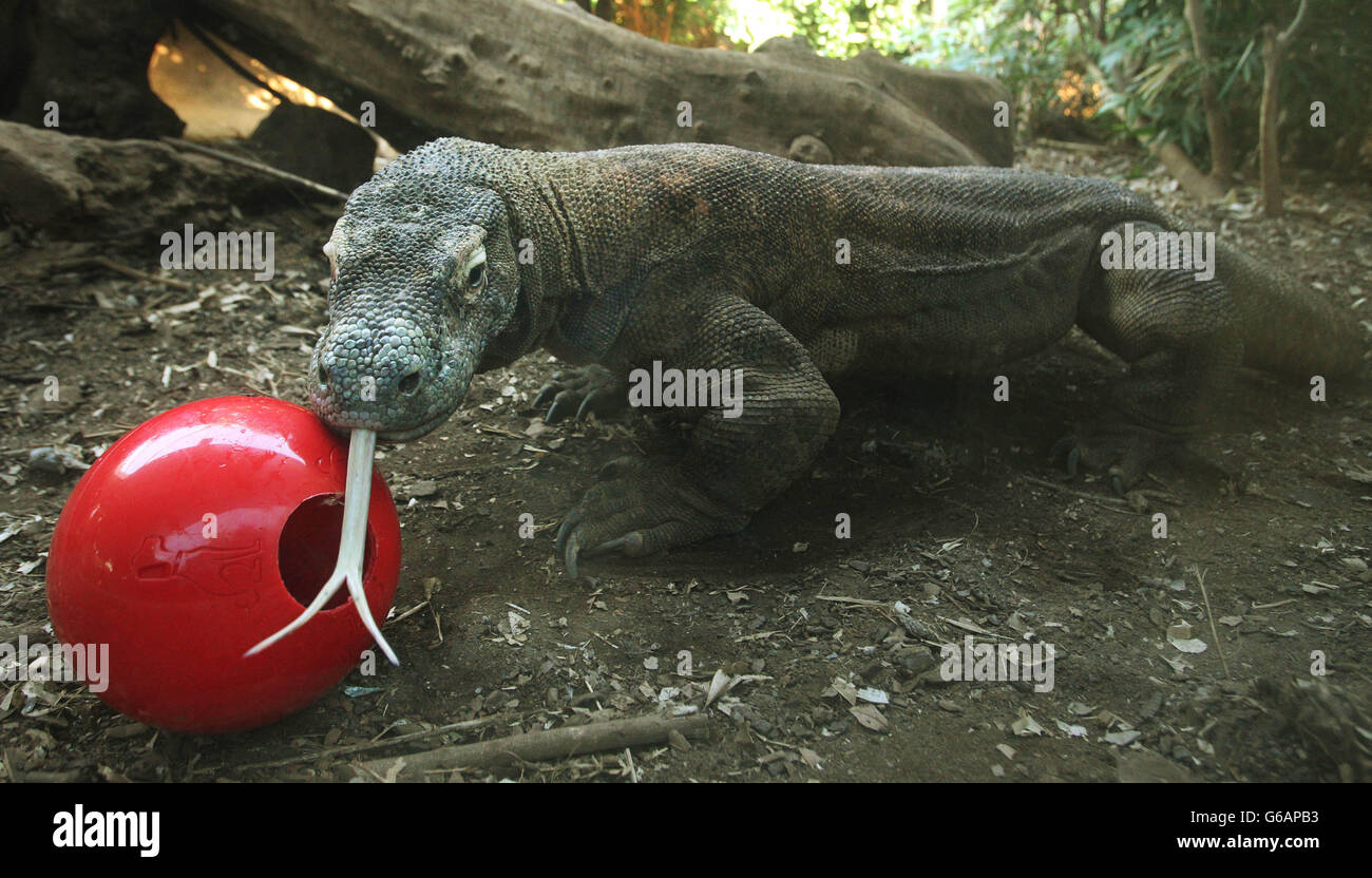 Feeding dragons and tortoises at London Zoo Stock Photo