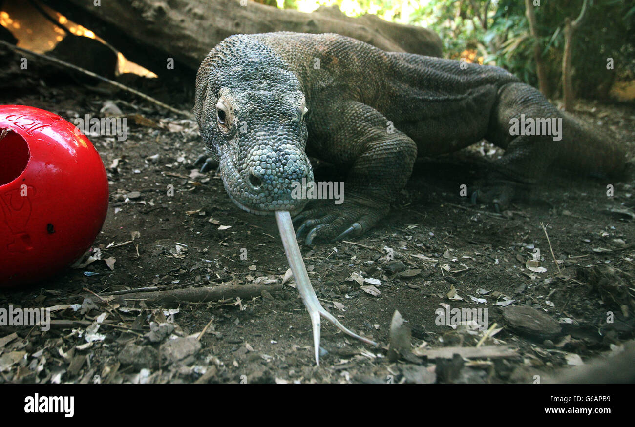 Raja, a 15-year-old Komodo dragon is given a red ball filled with his favourite food as an entertaining way of being fed, at London Zoo. Stock Photo