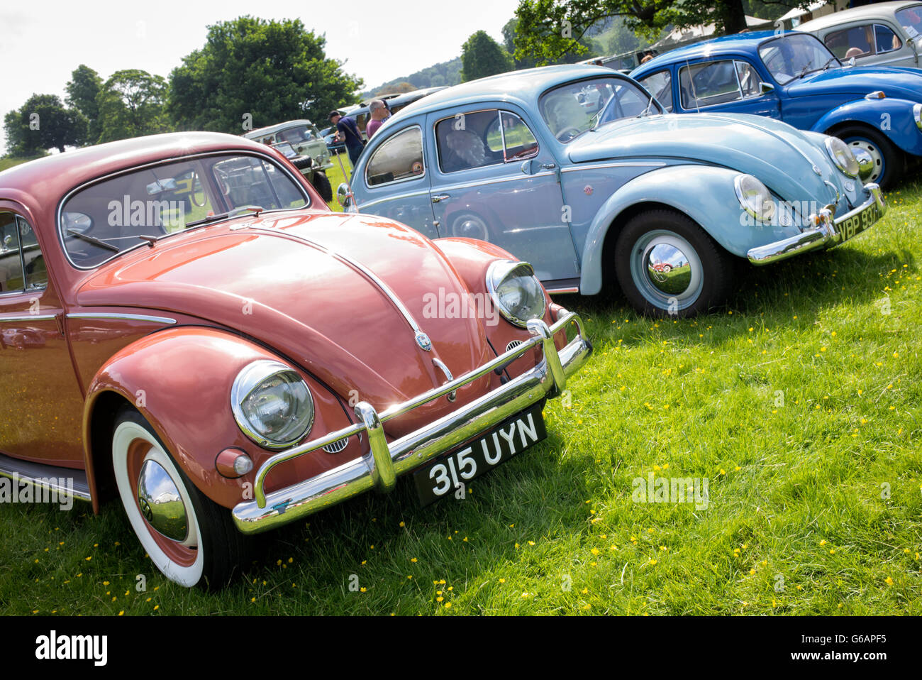 Line of Classic VW Beetle cars at a VW show. Stoner Park, Oxfordshire ...