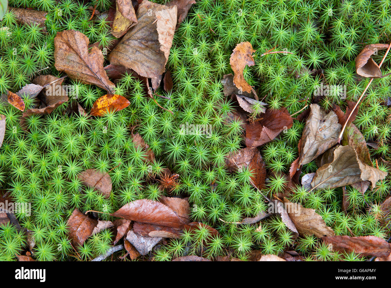 Fallen leaves on star moss Stock Photo