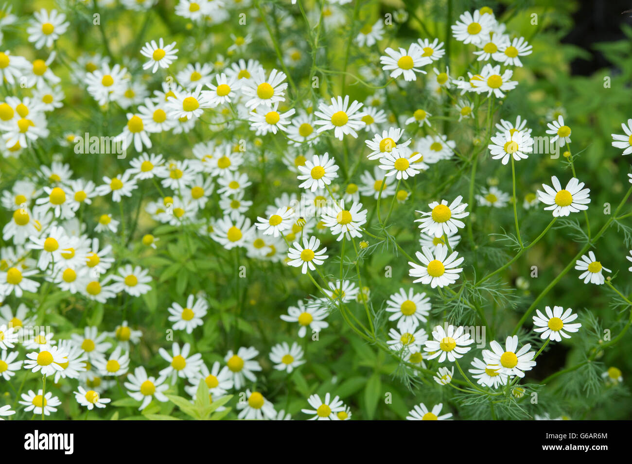 Matricaria chamomilla. Chamomile / Scented mayweed in early summer Stock Photo