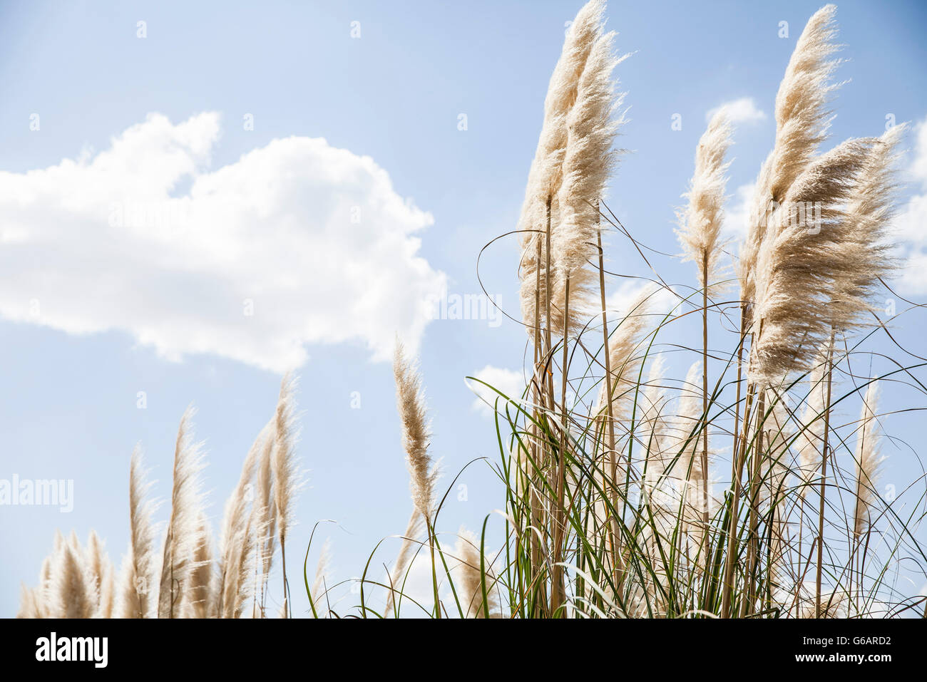 Tall grass against blue sky dotted with clouds Stock Photo - Alamy