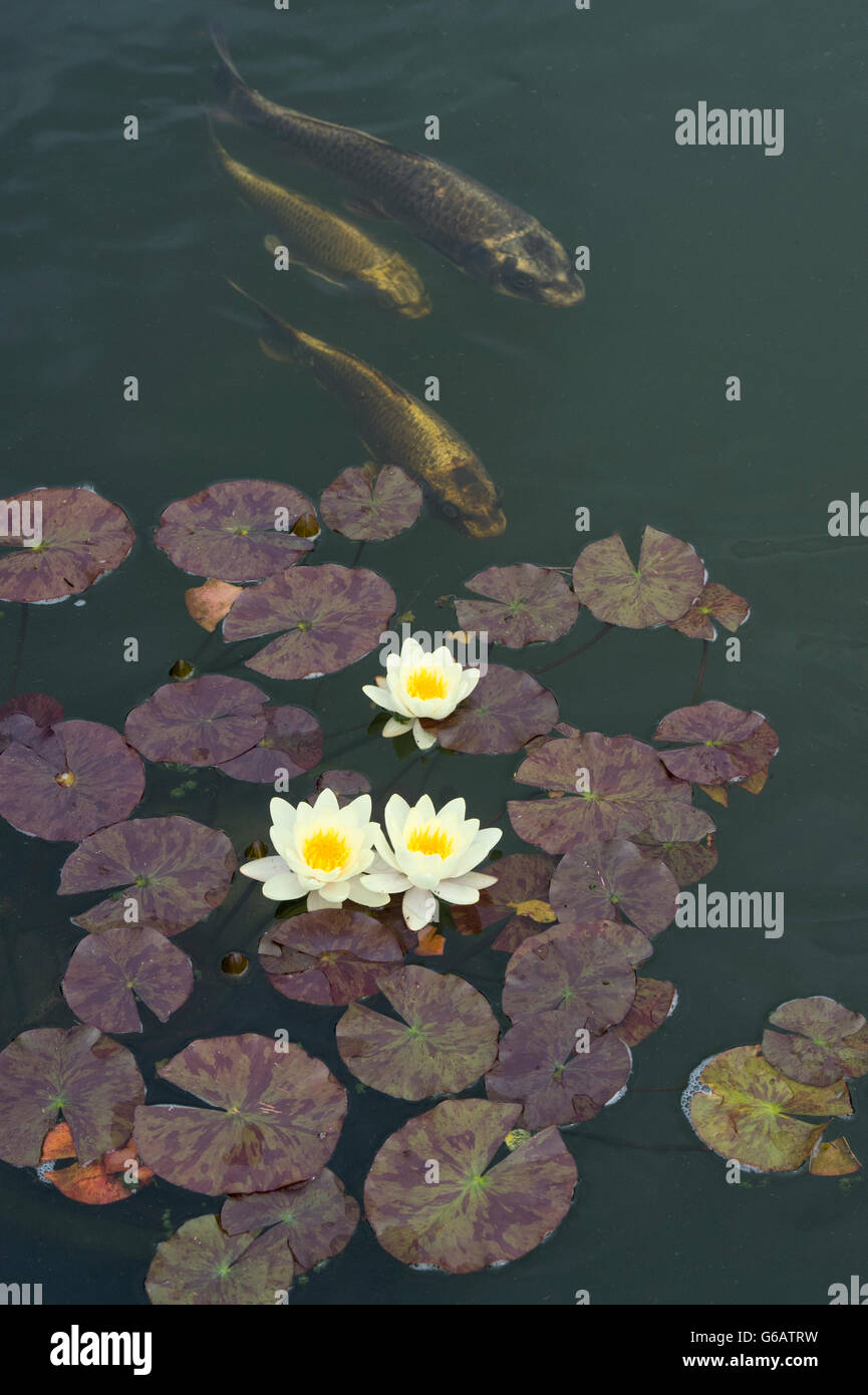 Nymphaea. Water lilies and Koi Carp in a pond Stock Photo