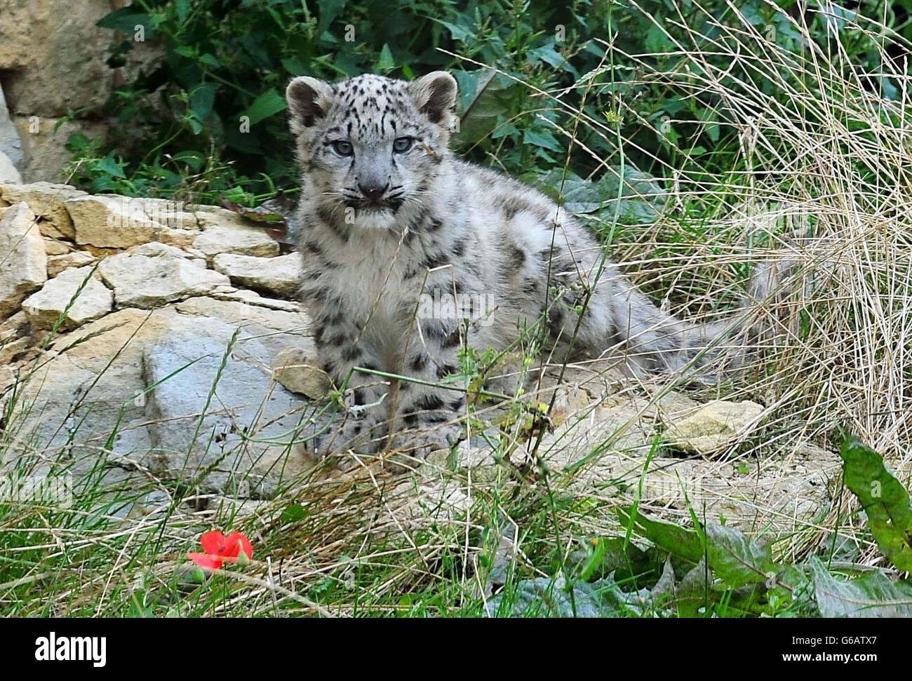 Snowleopard hi-res stock photography and images - Alamy