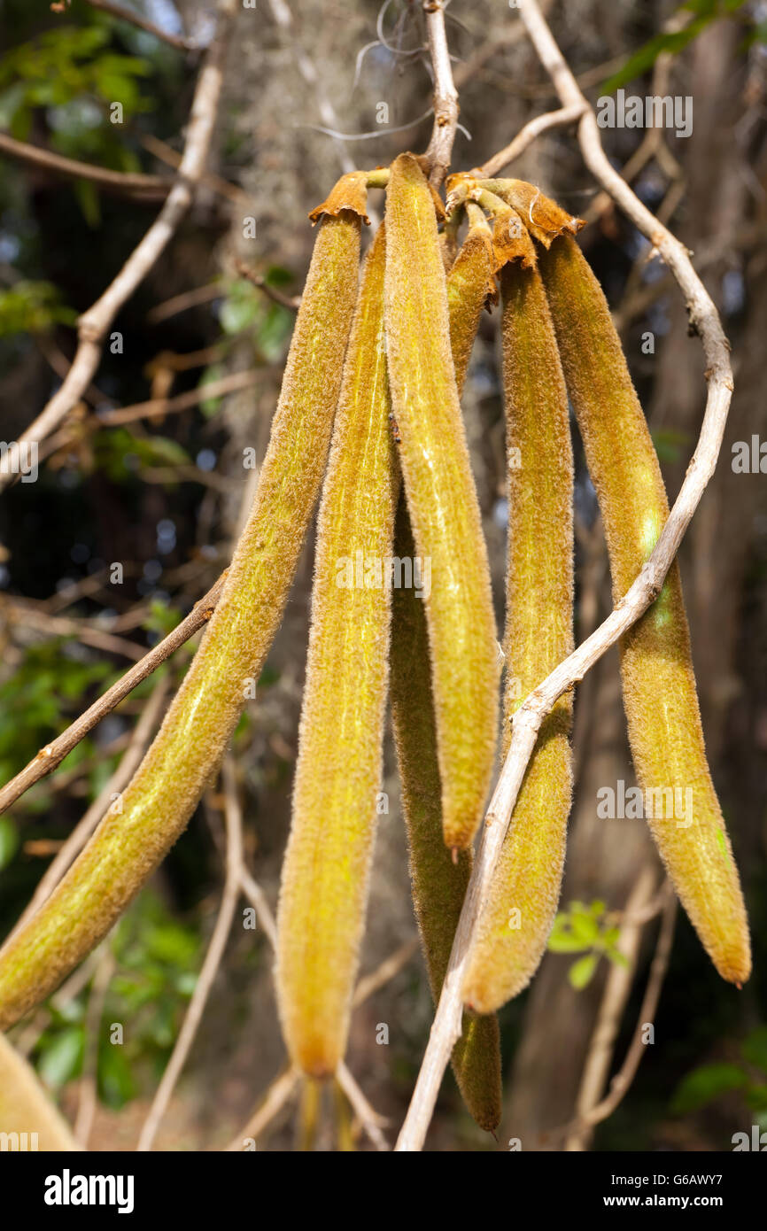 Large tree seed pods hires stock photography and images Alamy