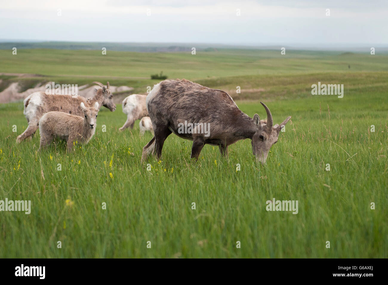 Bighorn sheep ewe ewes hires stock photography and images Alamy