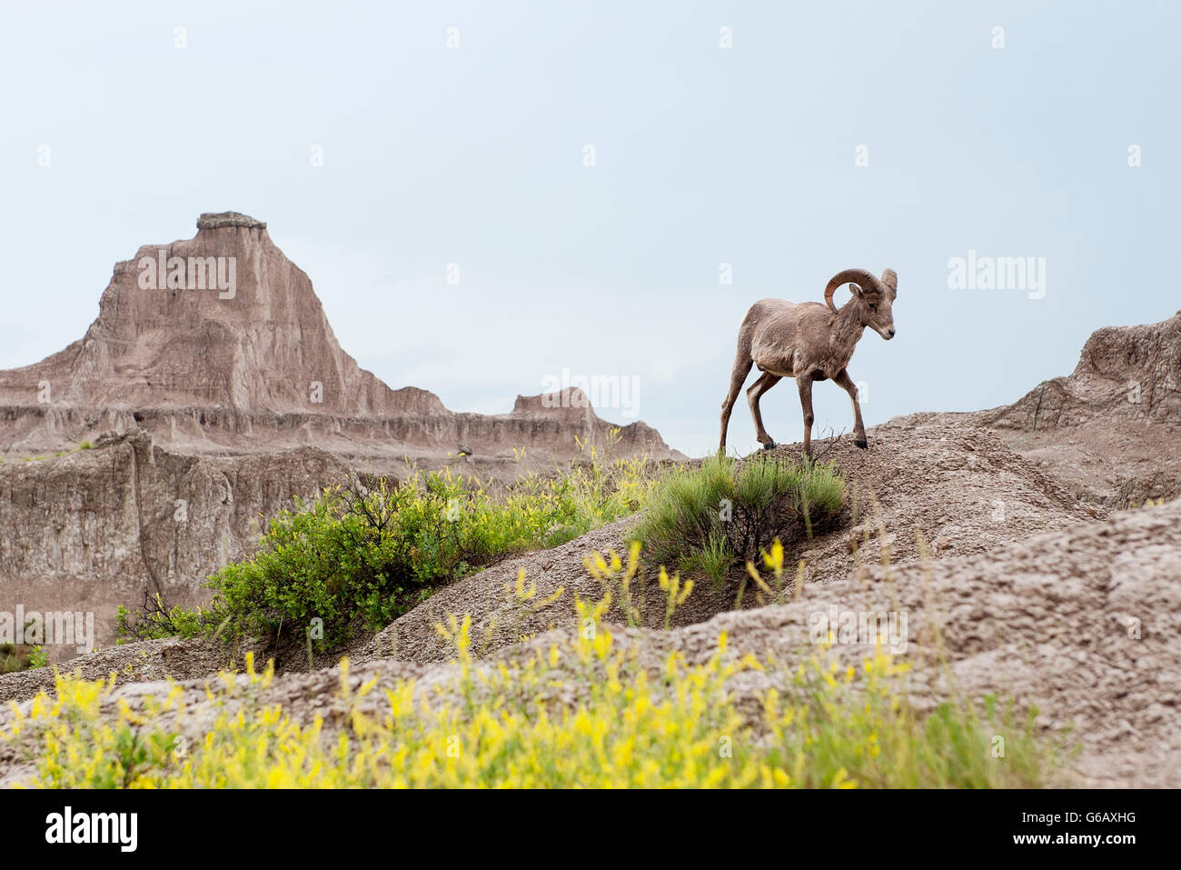 Bighorn sheep, Badlands National Park, South Dakota, USA Stock Photo