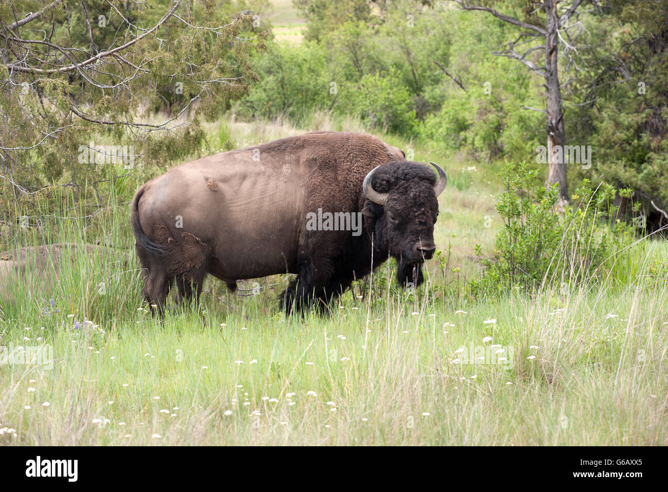 American bison (buffalo), National Bison Range, Montana, USA Stock
