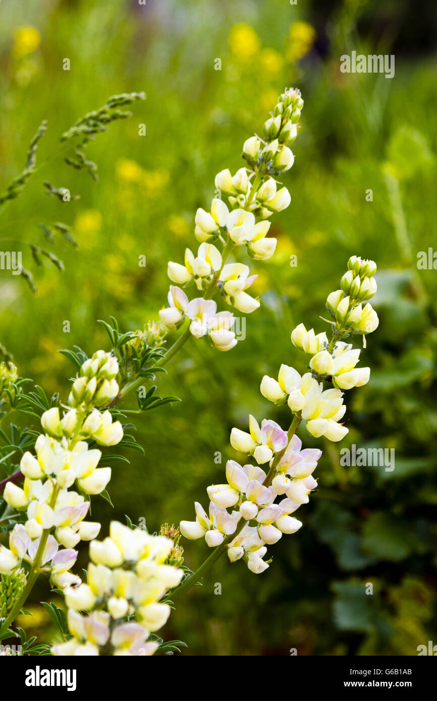 Flowers of the yellow tree lupin (Lupinus arboreus) Stock Photo