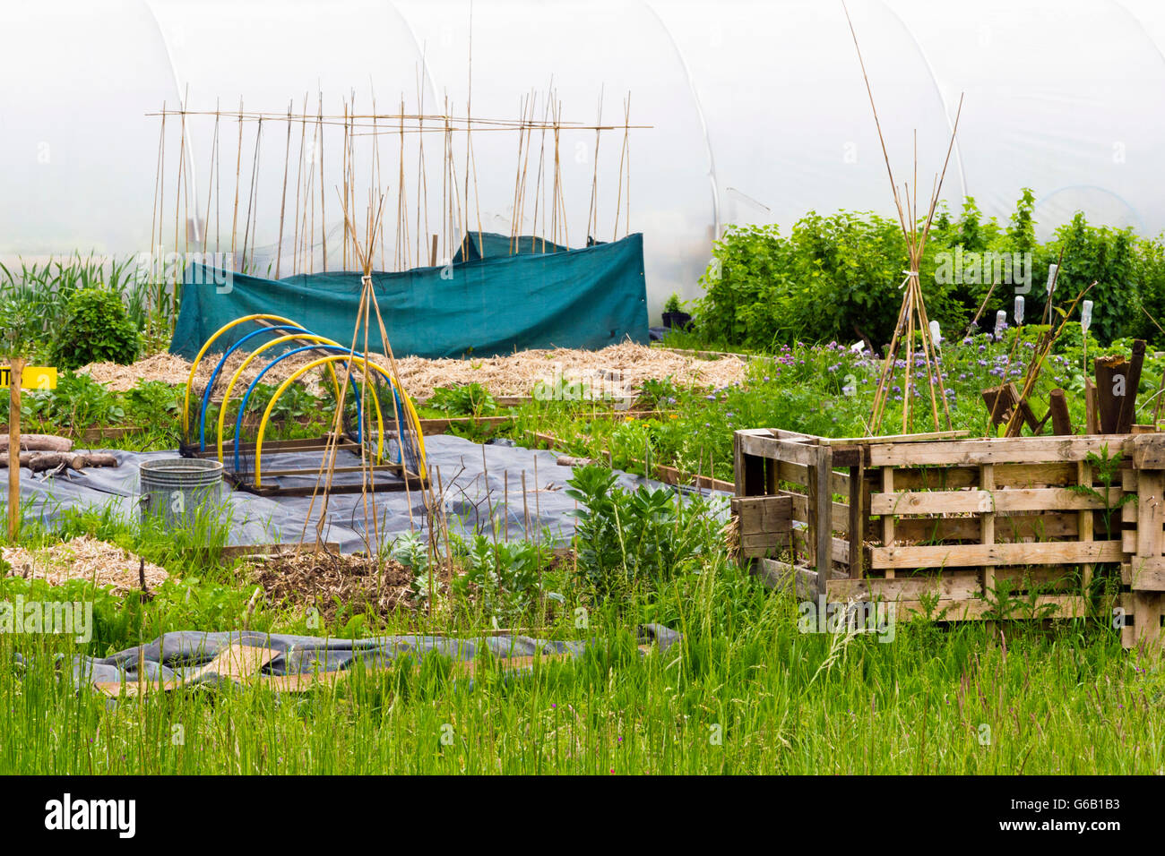 A small urban allotment in the UK Stock Photo