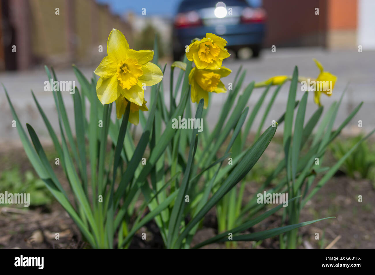 Family of narcissus flower in spring garden Stock Photo Alamy