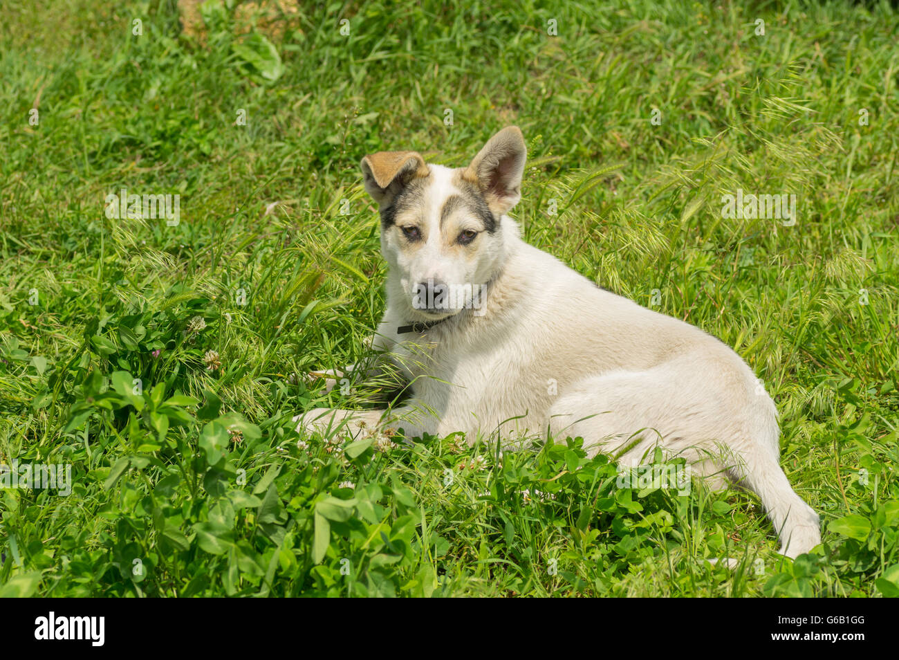 Adorable mixed breed young dog resting in fresh summer grass Stock ...