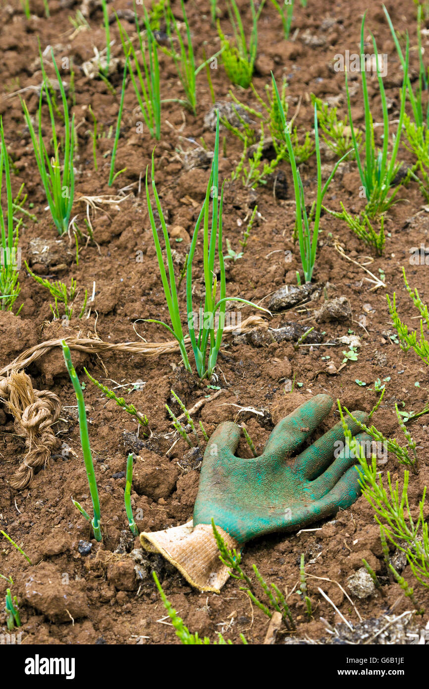 Gardening glove lying abandoned on an allotment Stock Photo