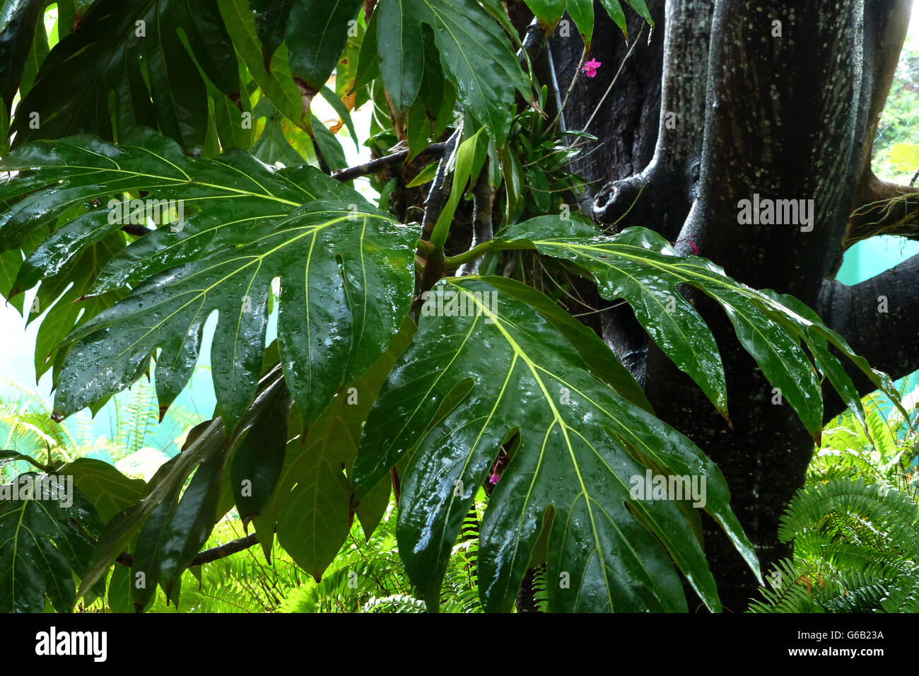 Tropical vegetation after rain..deep fresh foliage.  this kind of foliage is typical right across the island. Stock Photo