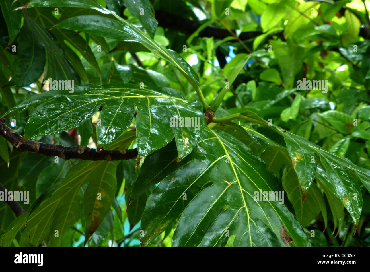 Tropical vegetation after rain..deep fresh foliage.  this kind of foliage is typical right across the island Stock Photo