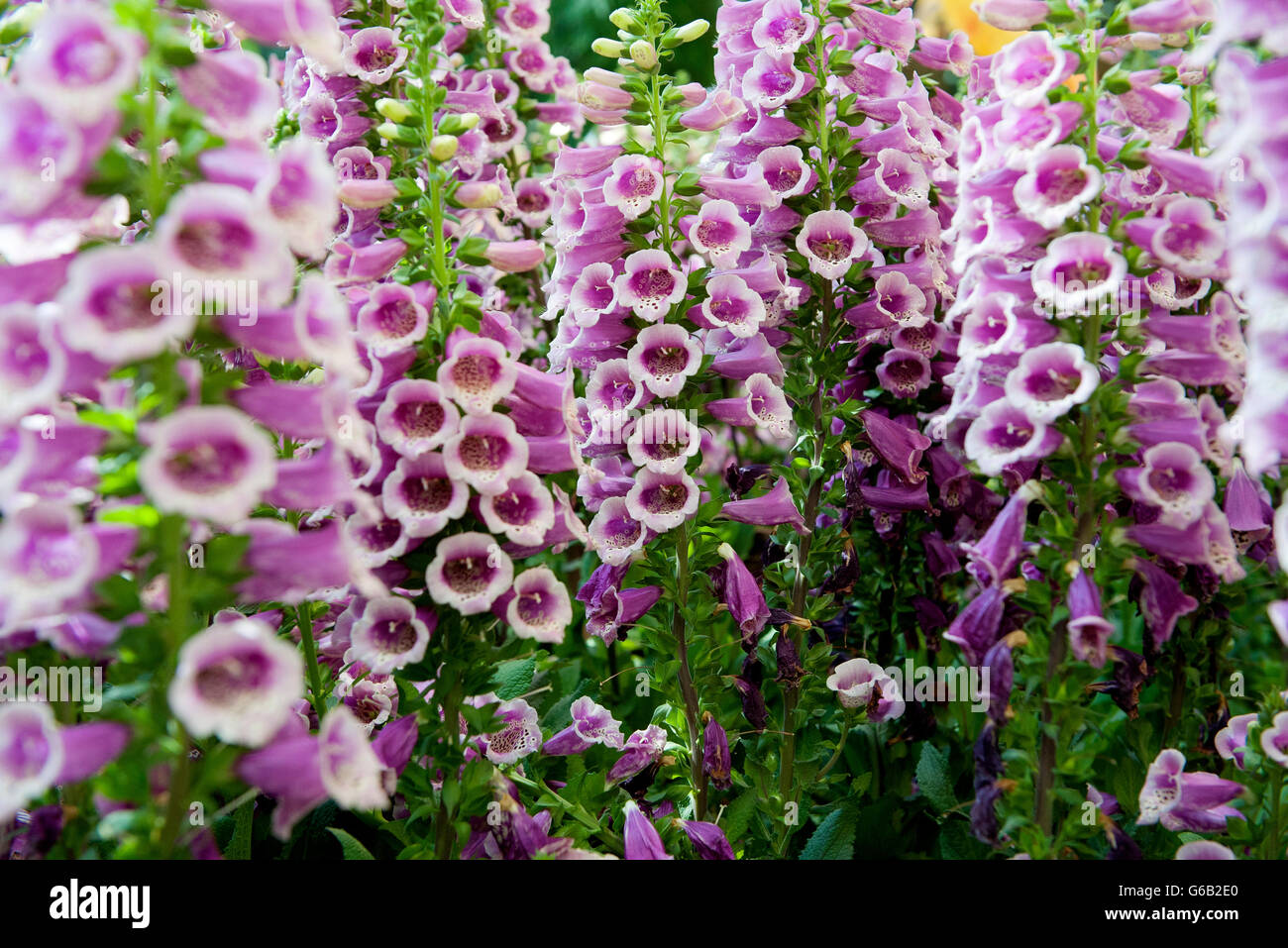 Foxglove without flowers hi-res stock photography and images - Alamy