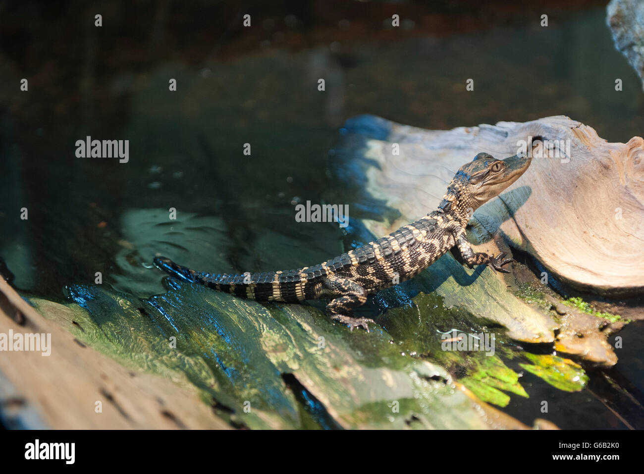 Juvenile caiman Stock Photo