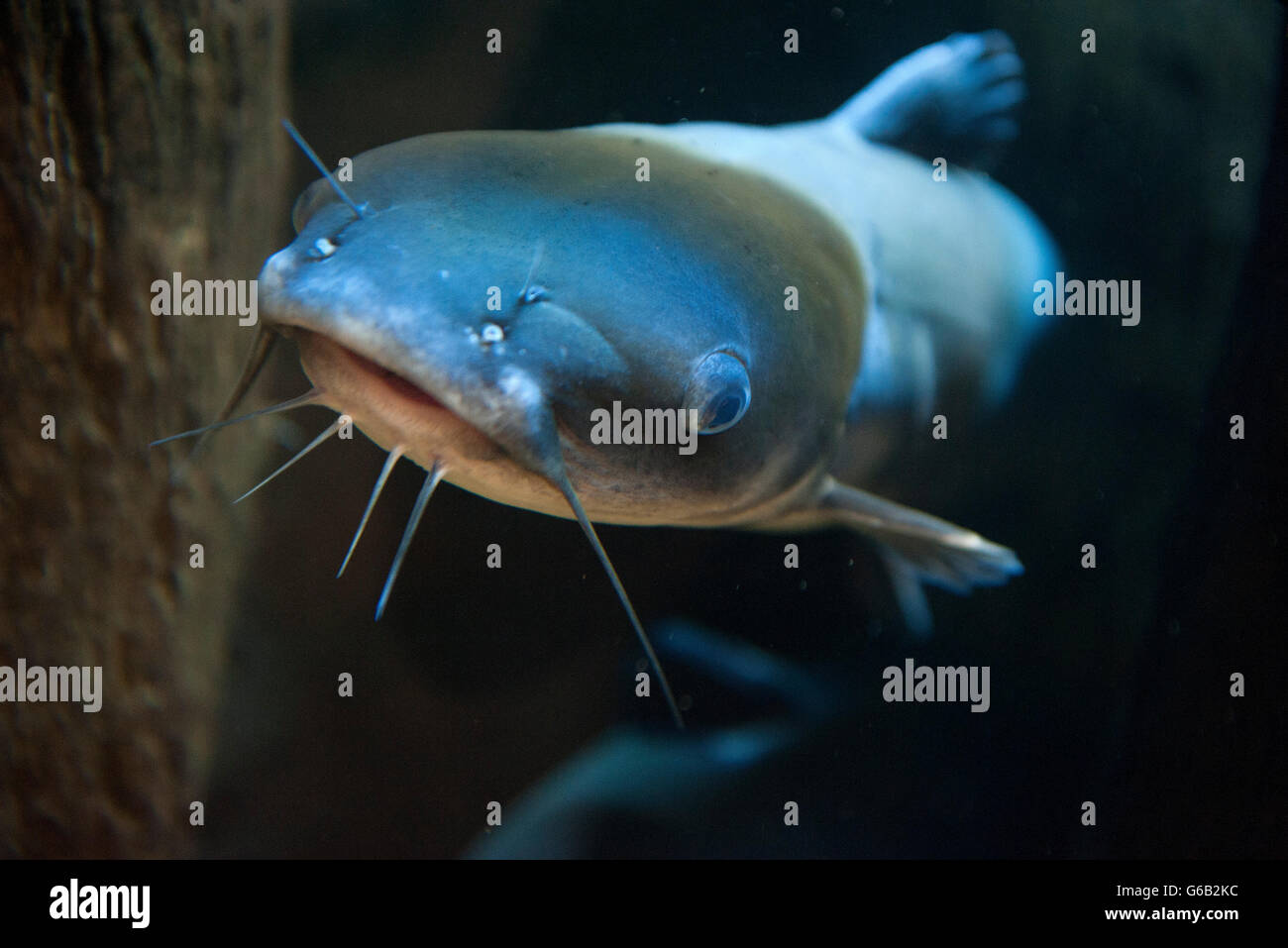 Close-up of catfish Stock Photo