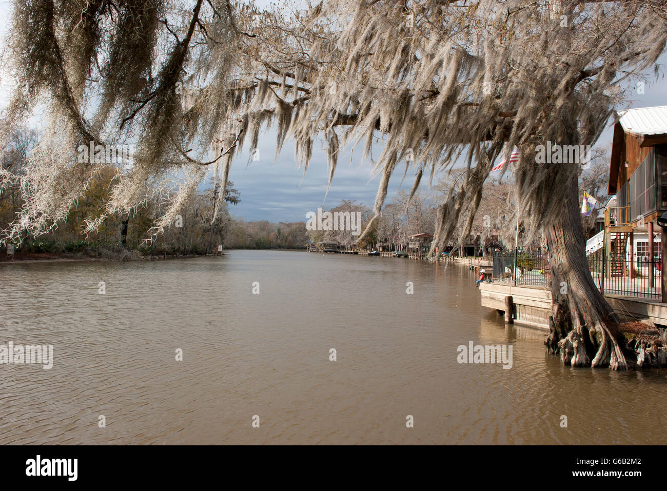 Spanish moss growing on cypress tree along river Stock Photo Alamy