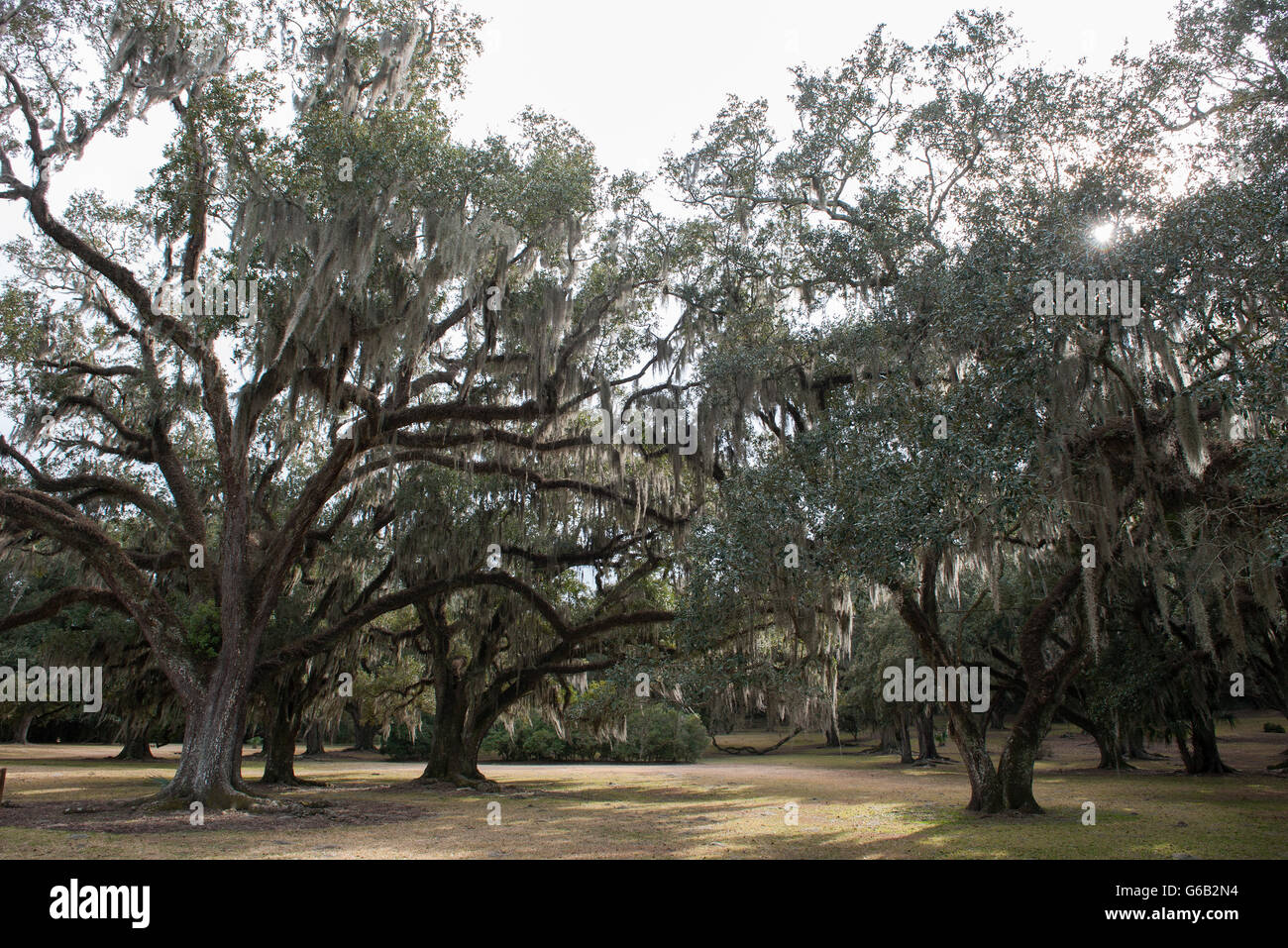 Spanish moss growing on live oak trees, Avery Island, Louisiana, USA