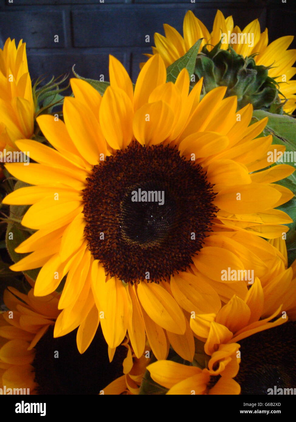 Sunflowers in blue vase Stock Photo - Alamy