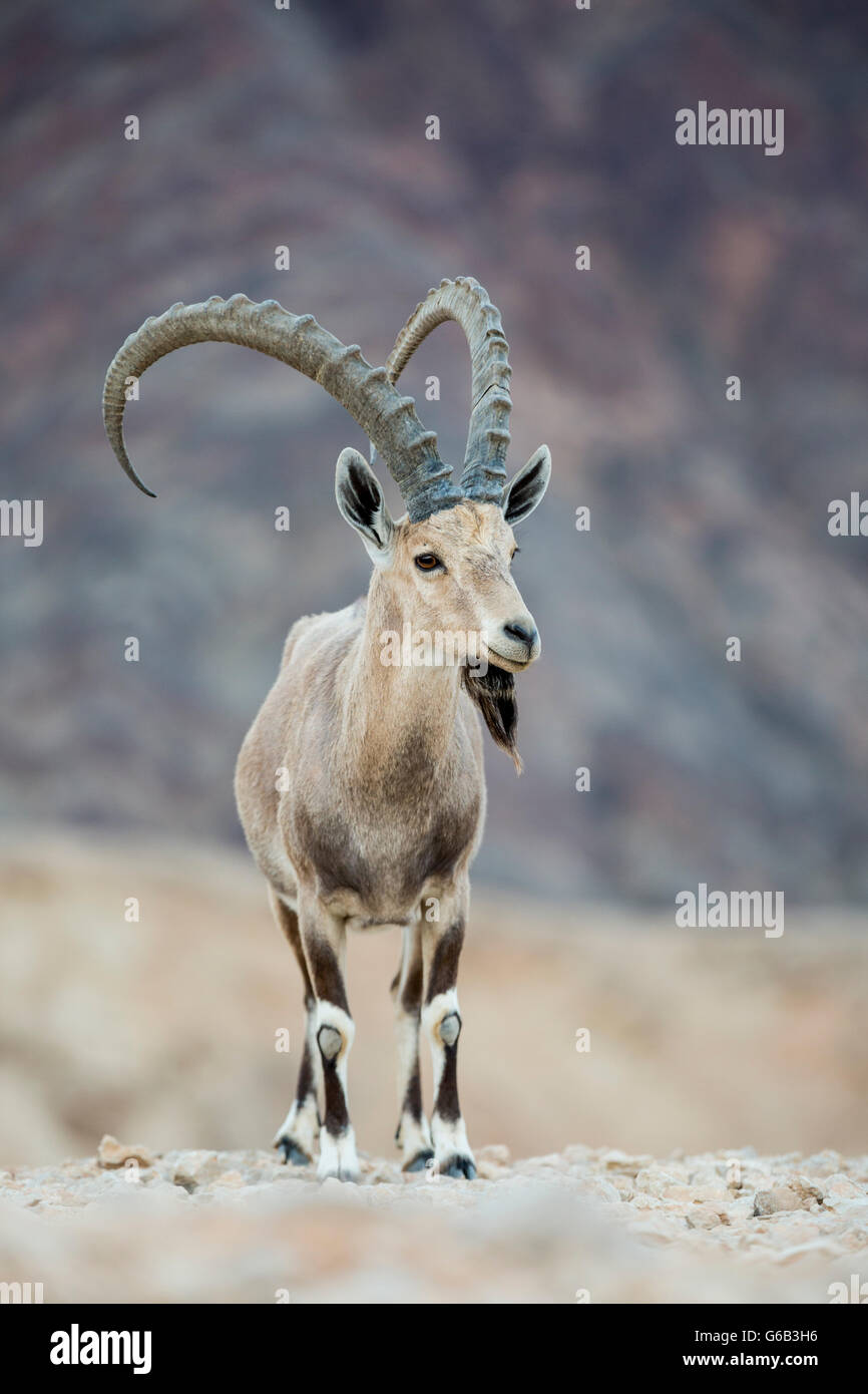 Endangered dominant male Nubian Ibex Capra nubiana against rocky terrain background Eilat Mountain Israel Stock Photo