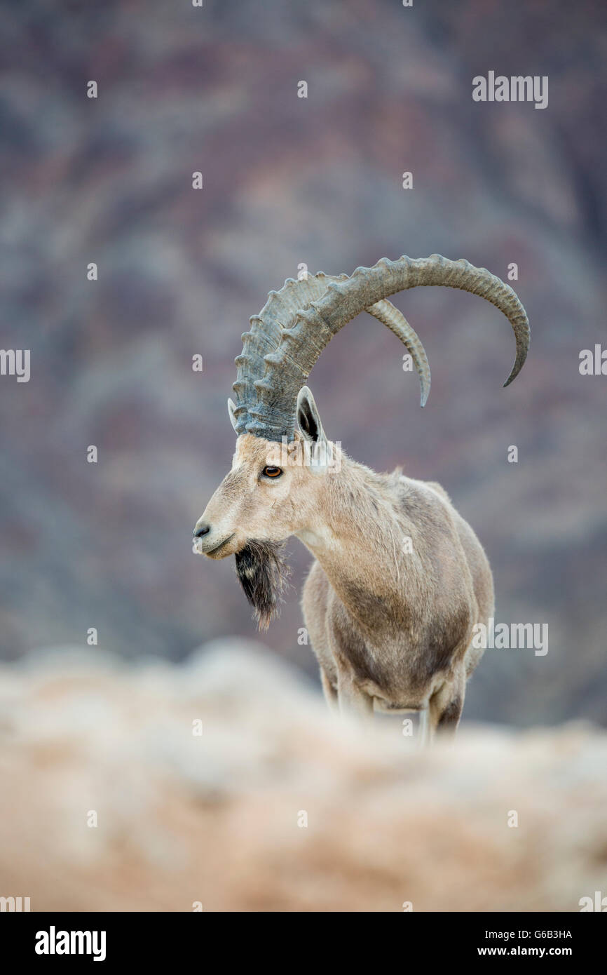 Endangered dominant male Nubian Ibex Capra nubiana against rocky terrain background Eilat Mountain Israel Stock Photo