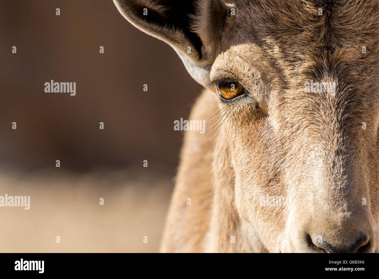 Abstract close up of eye and head of endangered Nubian Ibex Capra nubiana with diffuse background Eilat Mountain Israel Stock Photo