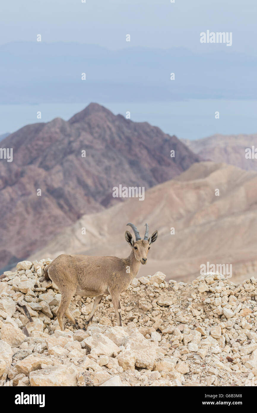 Endangered female Nubian Ibex Capra nubiana on rocky terrain Eilat Mountain Israel overlooking Gulf of Aqaba Stock Photo