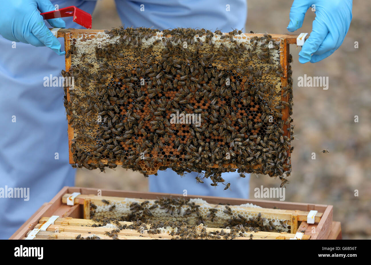 A bee keeper holds a tray of bees during a photocall at The Printworks in Manchester city centre. Stock Photo