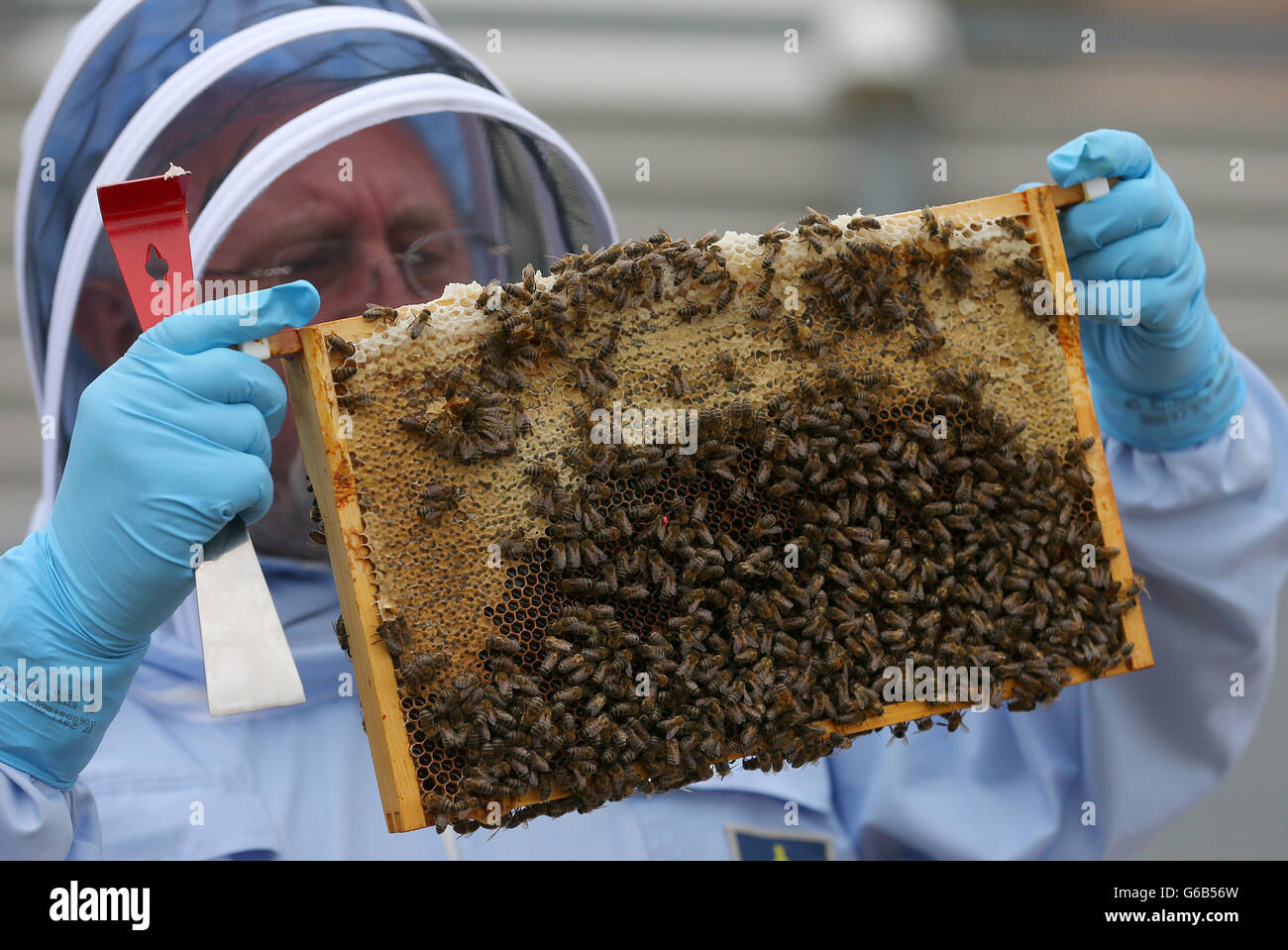 Bee stock. A bee keeper holds a tray of bees during a photocall at The Printworks in Manchester city centre. Stock Photo