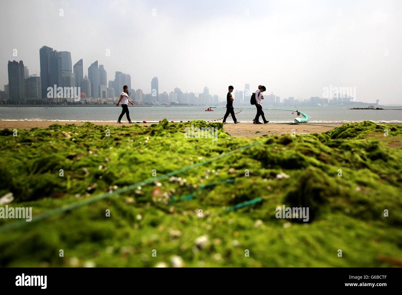 Qingdao. 24th June, 2016. Sea beach is covered by green algae in Qingdao City, east China's Shandong Province. Green algae, or enteromorpha prolifera, struck the coast of Qingdao on Friday. Credit:  Xinhua/Alamy Live News Stock Photo