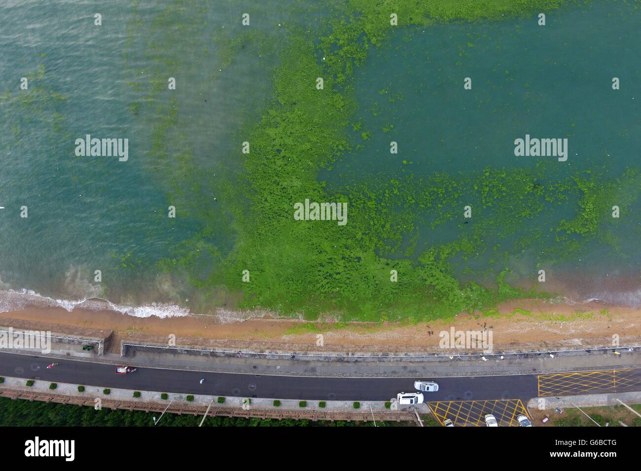 Qingdao. 24th June, 2016. Photo taken on June 24, 2016 shows green algae on seashore in Qingdao City, east China's Shandong Province. Green algae, or enteromorpha prolifera, struck the coast of Qingdao on Friday. Credit:  Xinhua) (yxb/zkr/Xinhua/Alamy Live News Stock Photo