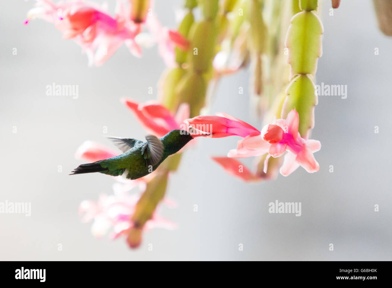 Asuncion, Paraguay. 24th June, 2016. A Glittering-bellied emerald (Chlorostilbon lucidus) hummingbird hovering in flight while feeds nectar from pink Christmas cactus (Schlumbergera truncata) flower, is seen during sunny day in Asuncion, Paraguay. Credit: Andre M. Chang/ARDUOPRESS/Alamy Live News Stock Photo