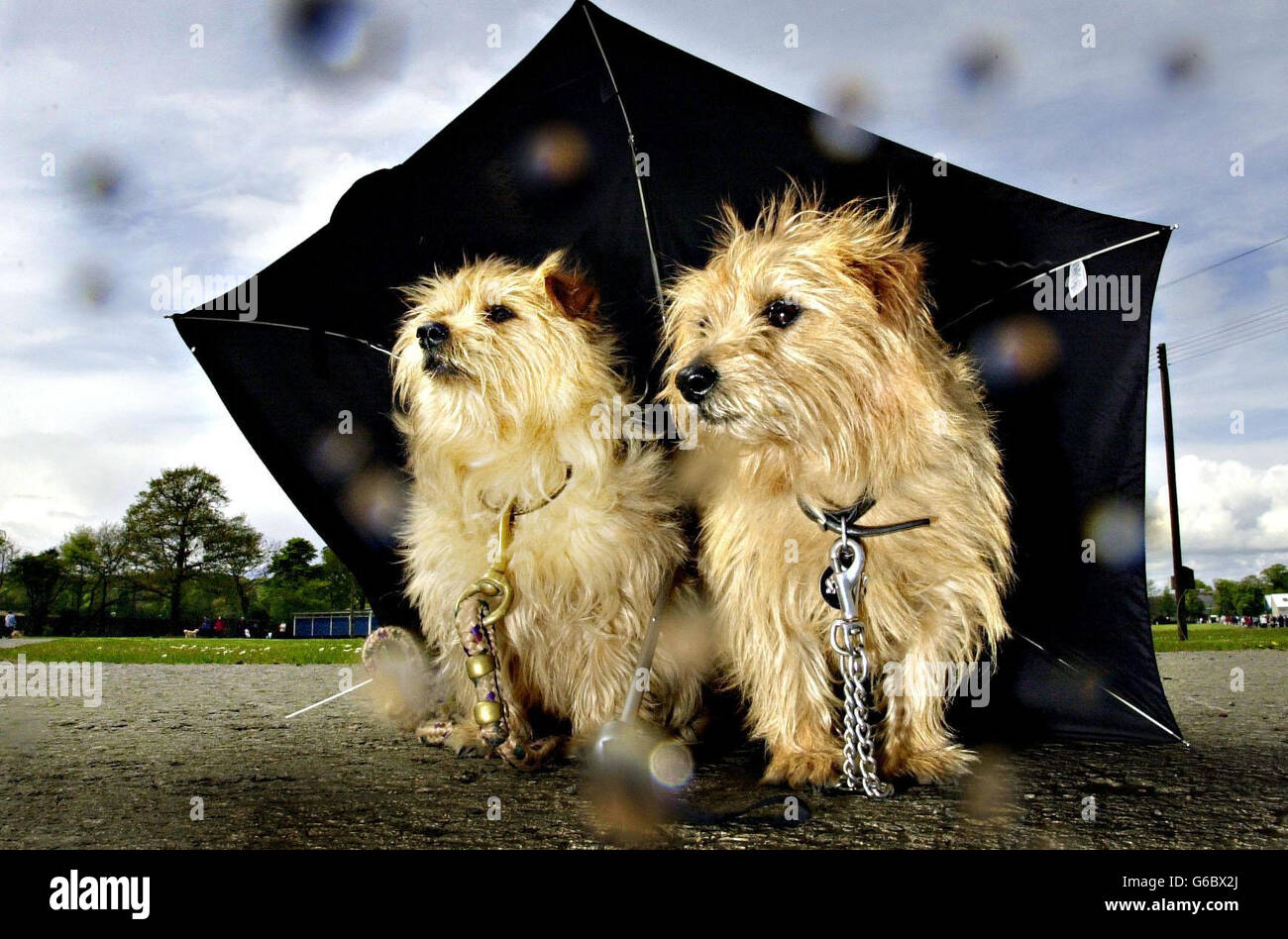 Norfolk Terrier Umbrella Norfolk Terrier Umbrella