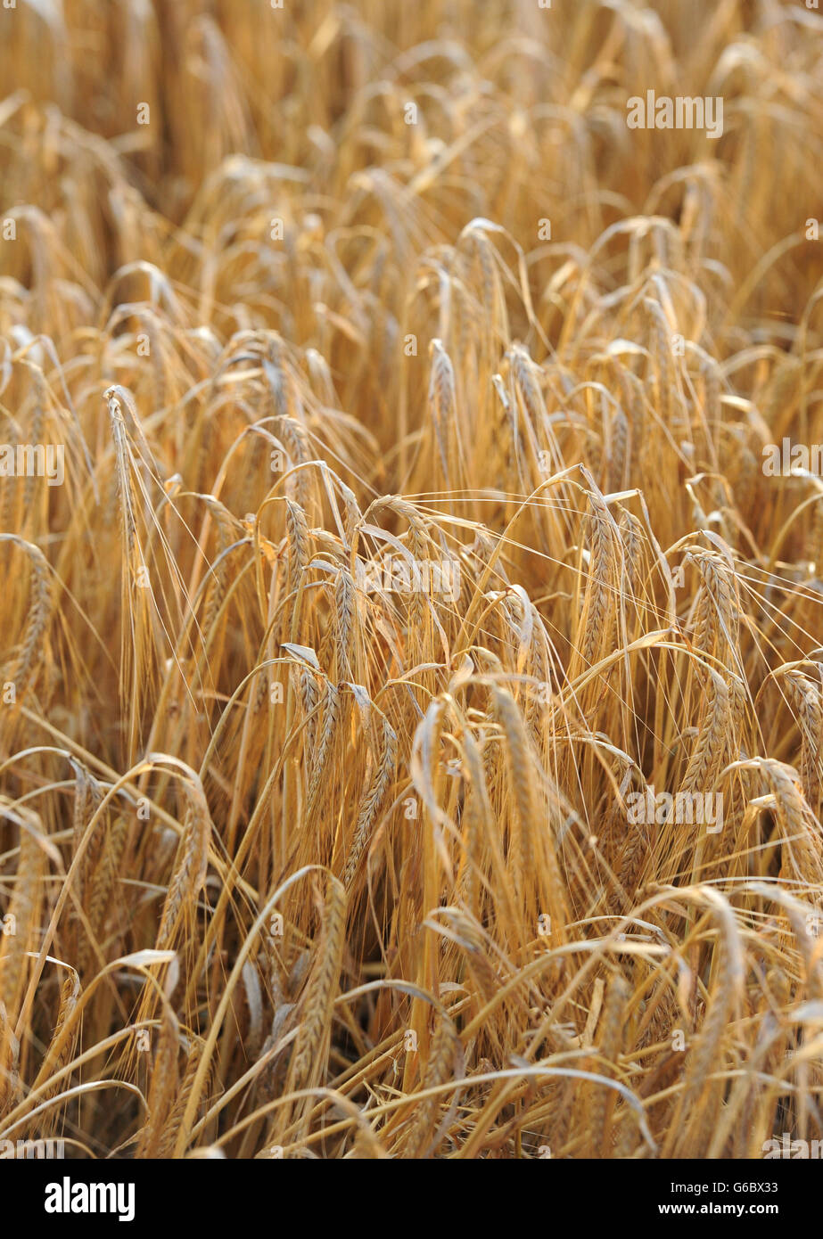 Summer weather Aug 20th. A barley field outside York Stock Photo