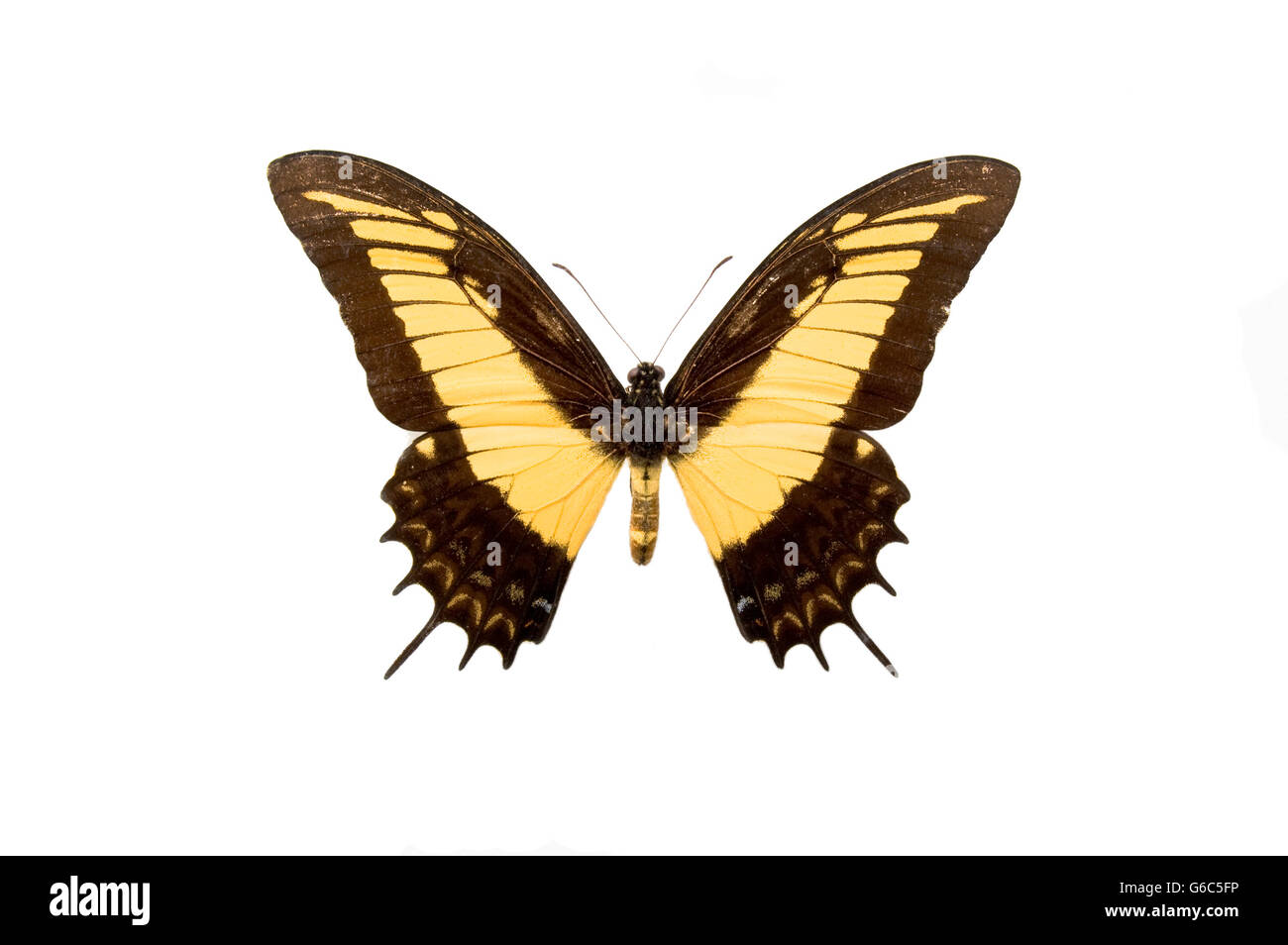 Butterfly yellow and black hires stock photography and images Alamy