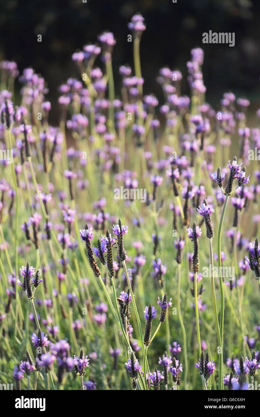 Purple lavender flower field in the morning Stock Photo