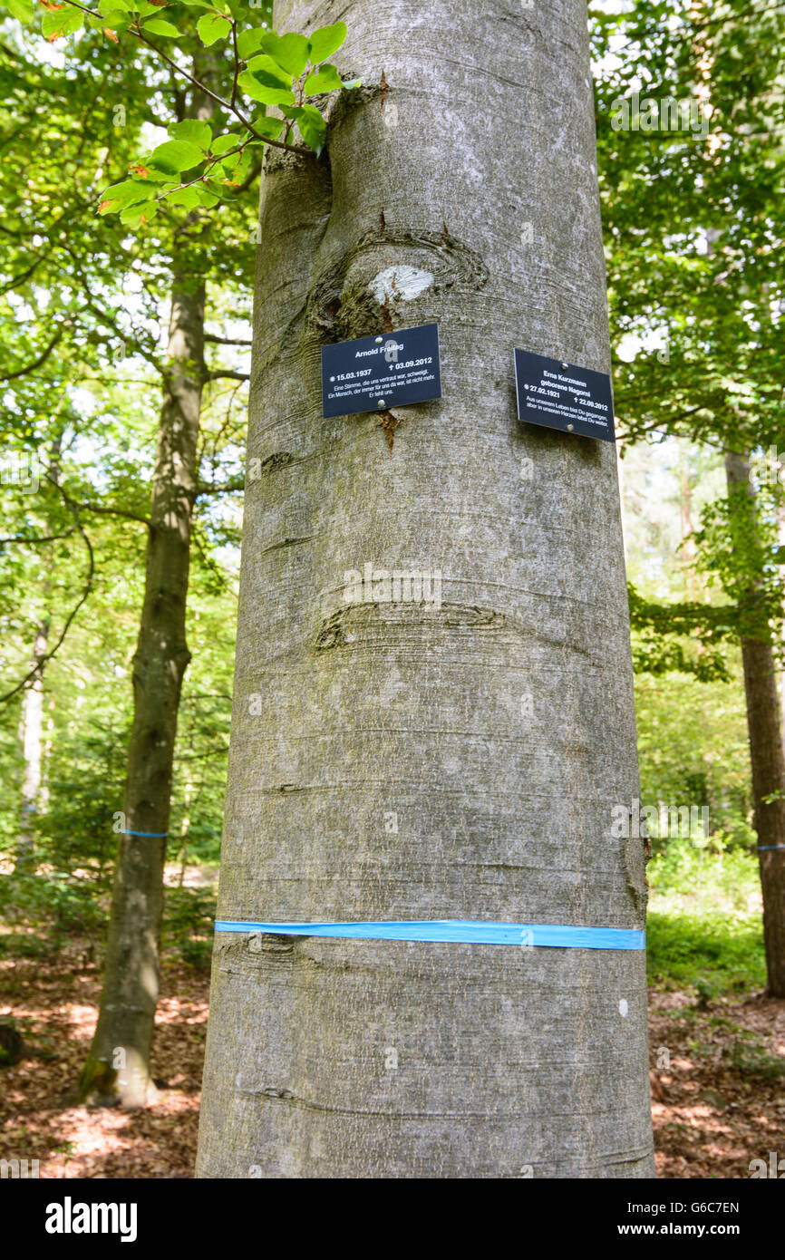 Forest graveyard ( cemetery urn occupancy places under trees ) : Grave markers on trees, Bad Teinach-Zavelstein, Germany, Baden- Stock Photo