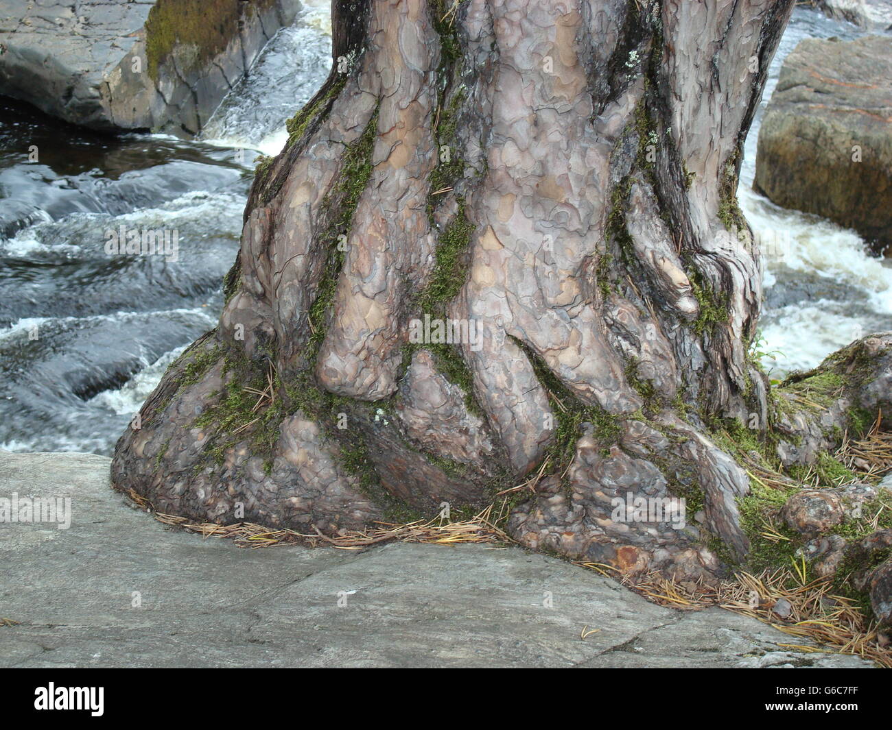 tree trunk middle of river Stock Photo Alamy