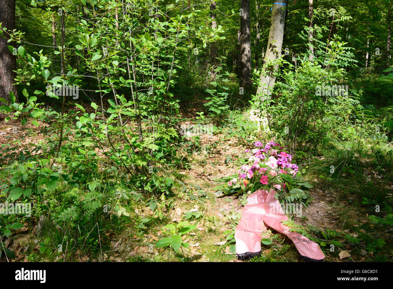 Forest graveyard ( cemetery urn occupancy places under trees ) : new Grave, Bad Teinach-Zavelstein, Germany, Baden-Württemberg, Stock Photo