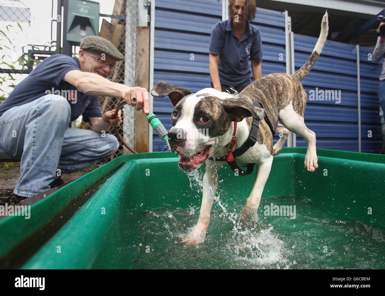 Battersea Dogs and Cats Home Stock Photo Alamy