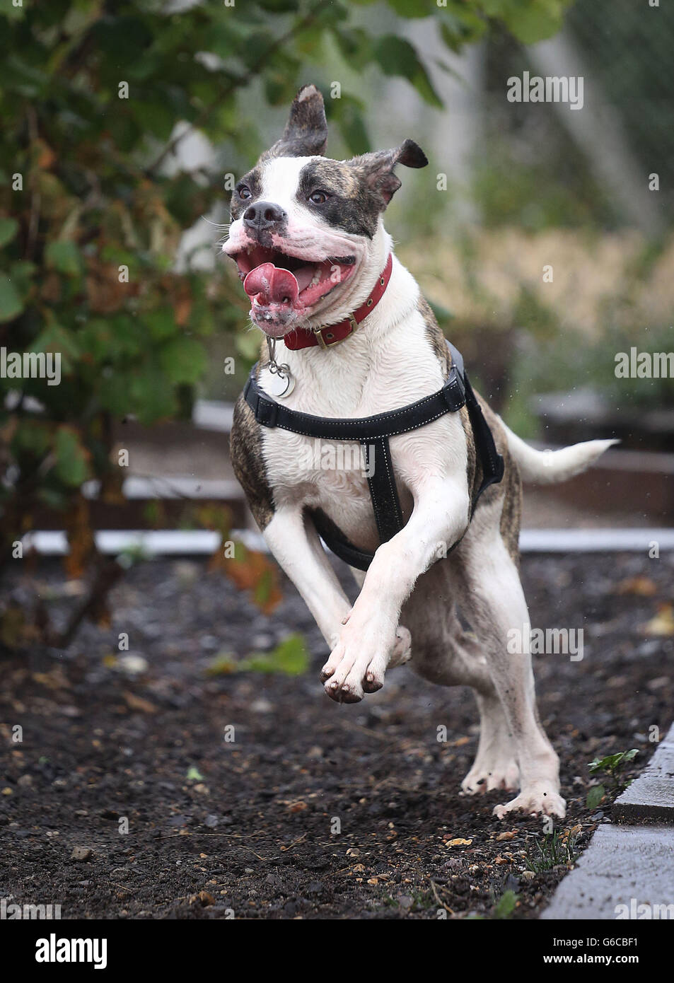 American bulldog with cats 2025