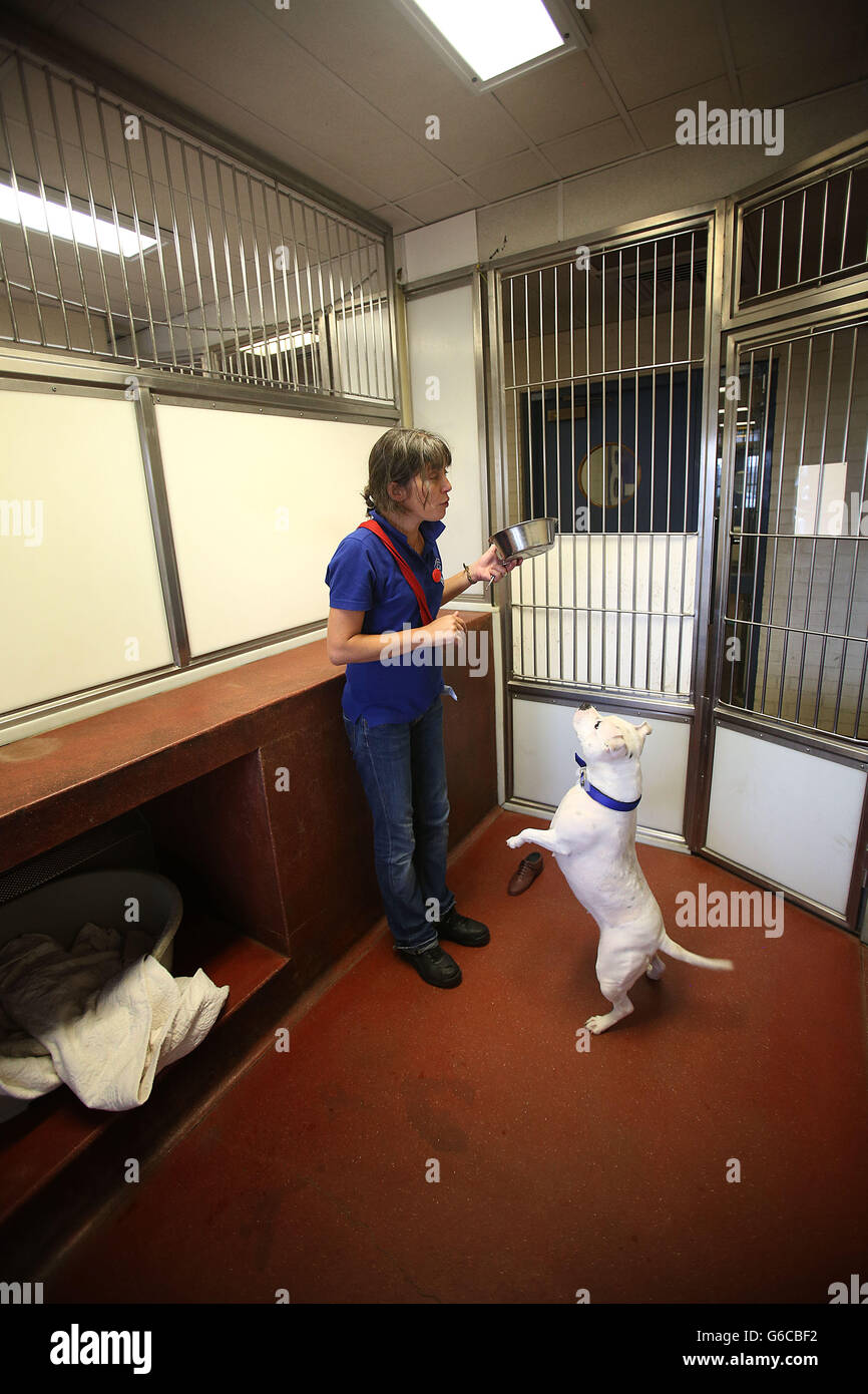 Battersea Dogs and Cats Home Stock Photo Alamy
