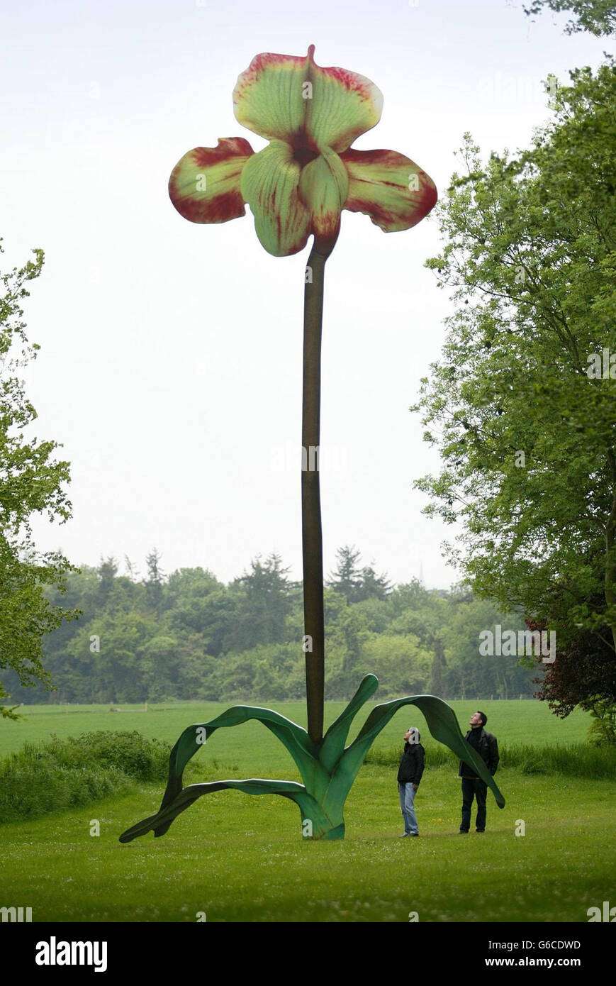 Like Gulliver in Lilliput, visitors to Goodwood Park can stand and admire Marc Quinn's lastest artwork The Overwhelming World of Desire (Paphiopedilum Winston Churchill Hybrid). * The 12 metre tall steel orchid will be officially unveiled on Wednesday. Stock Photo