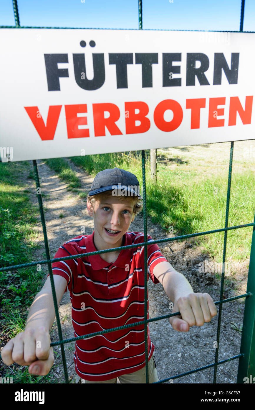 sign ' Feeding prohibited ' at a preserve, boy, Guntramsdorf, Austria, Niederösterreich, Lower Austria, Wienerwald, Vienna Woods Stock Photo