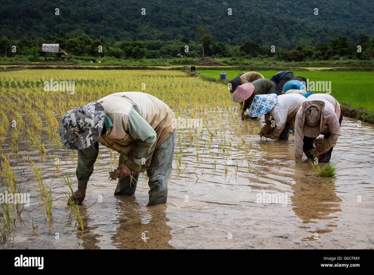 Rice farmers planing rice crop after beginning of monsoon season Stock  Photo - Alamy