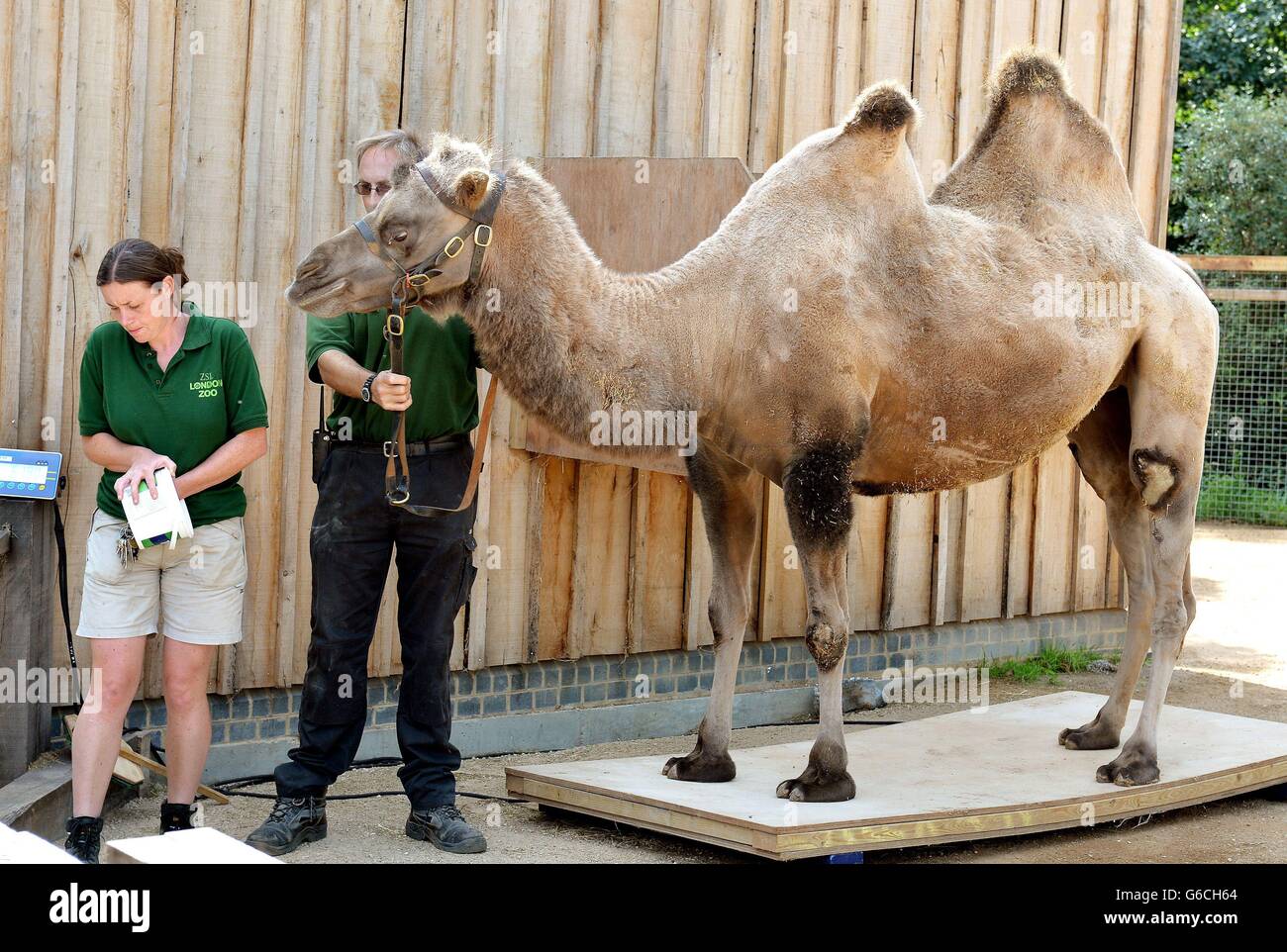 Noemie, the Camel, stands on a set of electronic scales and is weighed, during the annual stock take of weights and sizes, at the London Zoo in Regents Park in central London. Stock Photo
